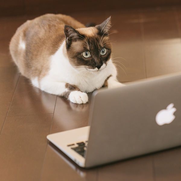 Mac を操作するネコ